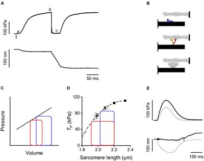 Thick Filament Mechano-Sensing in Skeletal and Cardiac Muscles: A Common Mechanism Able to Adapt the <mark class="highlighted">Energetic Cost</mark> of the Contraction to the Task